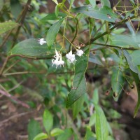 Hedyotis trimenii var. orbicularifolia Ridsdale